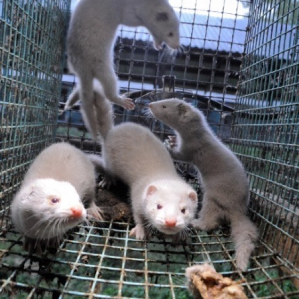 SAY NO TO MINK 👁️ EYELASHES 🙅‍♂️🙅‍♀️🙅
‼️NOT FOR SALE‼️ - Picture 10 of 16